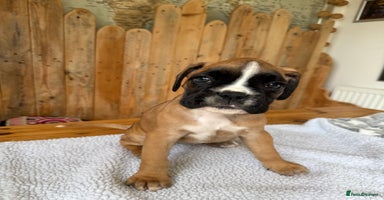 Boxer dogs - Advert 1