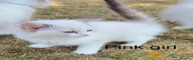 Ragdoll 5
