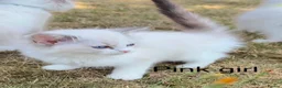 Ragdoll cats for sale: Beautiful Ragdoll in Stourport-on-Severn - Advert 3