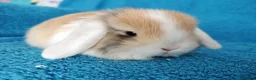 Mini Lop rabbits for sale: Baby mini lops for sale  - Advert 2