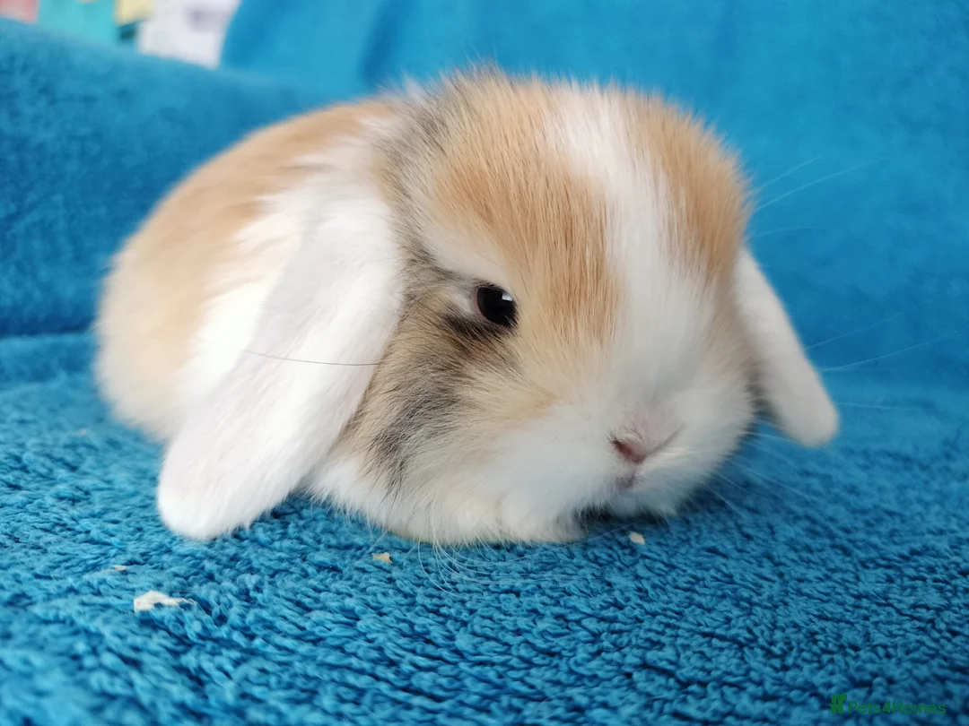 Mini Lop rabbits for sale: Baby mini lops for sale  - Advert 2