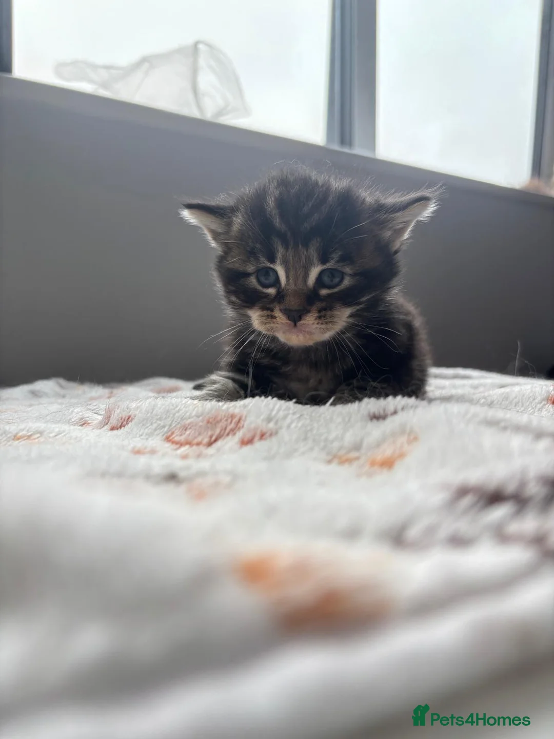 Maine Coon cats for sale: Maine coon kittens in Wembley - Advert 2