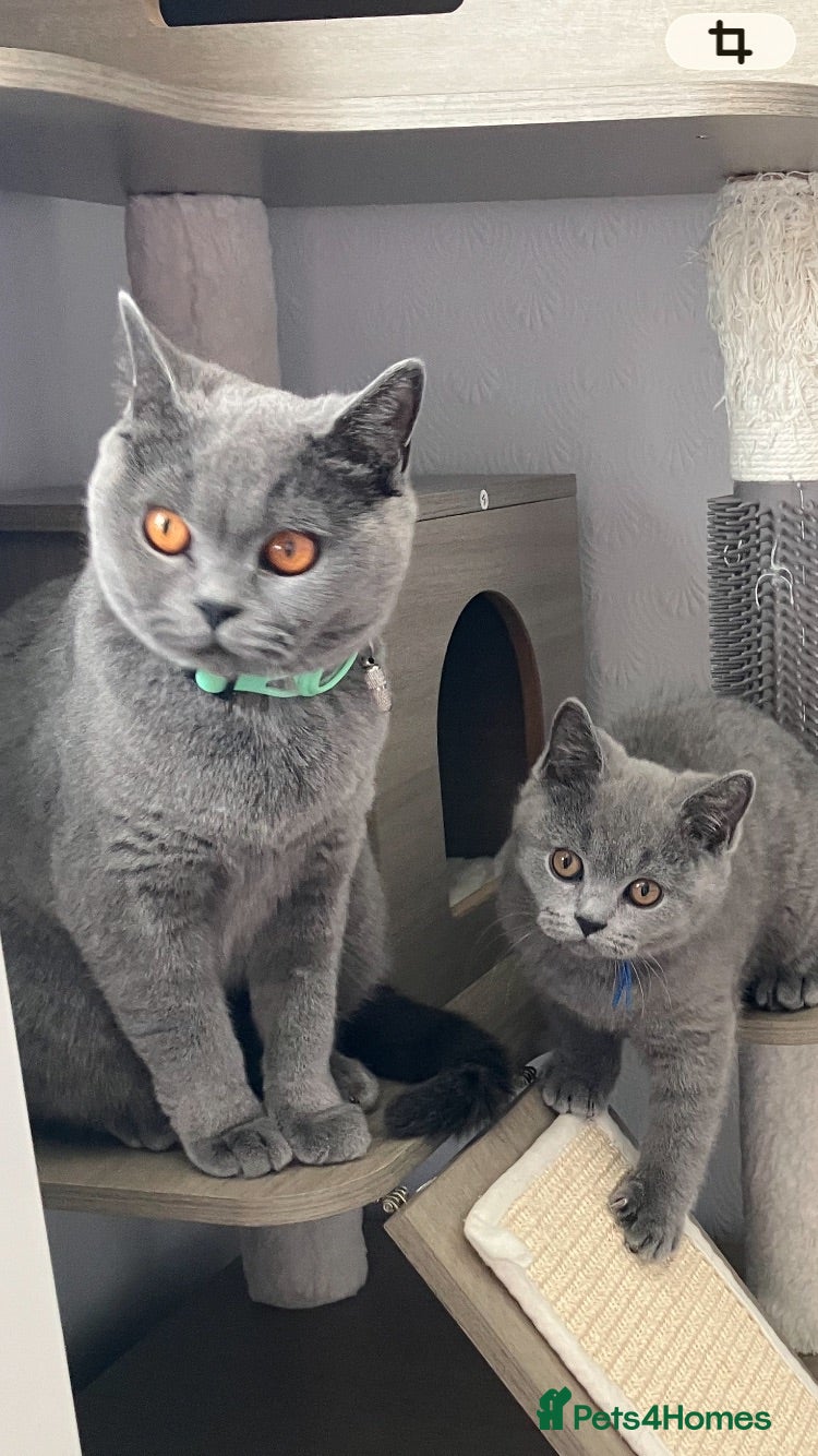British Shorthair cats Beautif Blue  British Shorthair kittens available  - Advert 1