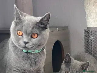 British Shorthair cats Beautif Blue British Shorthair kittens available - Advert 1
