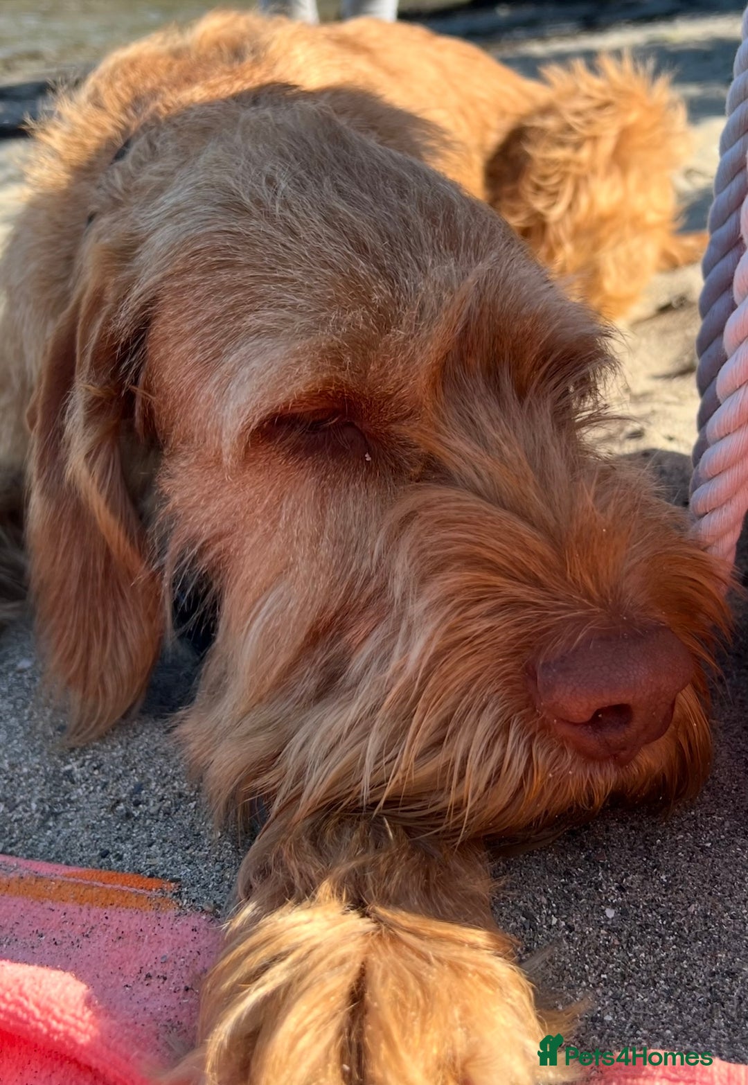 Hungarian Vizsla dogs for sale: Wire haired Hungarian Vizsla - Image 1