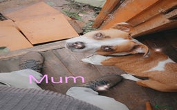 Mixed Breed dogs for sale: Staffordshire Bull Terrier Puppies-Female and Male in Bridgwater - Image 15