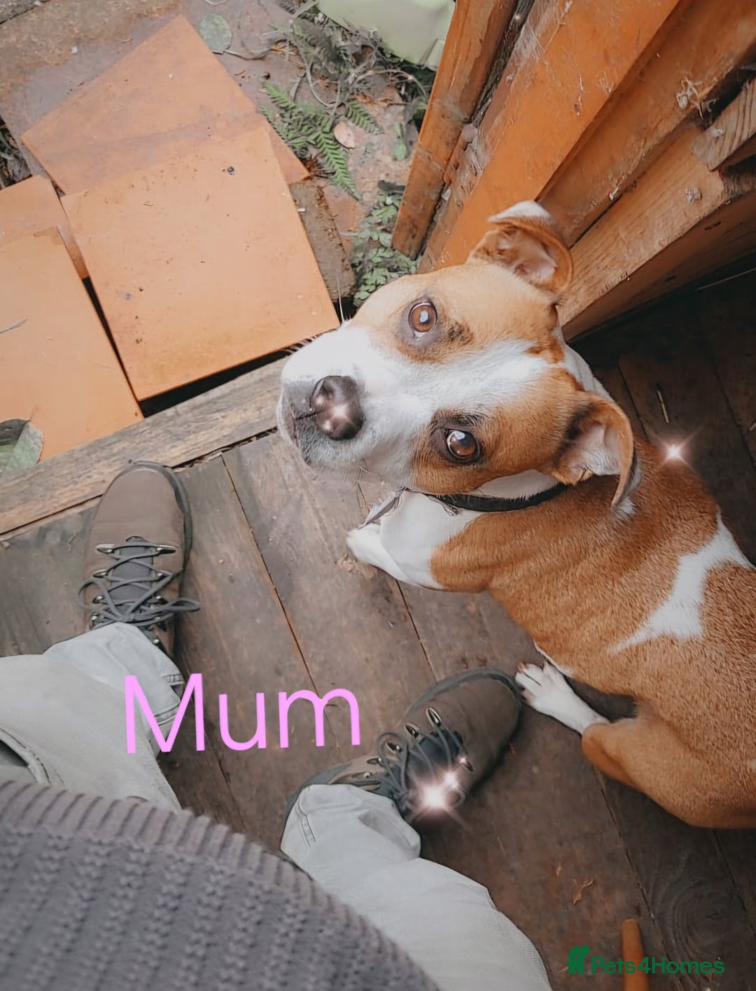 Mixed Breed dogs for sale: Staffordshire Bull Terrier Puppies-Female and Male in Bridgwater - Image 15