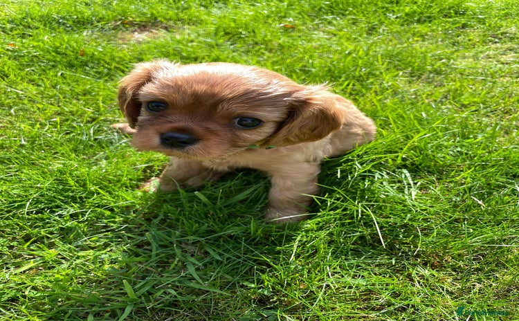 Cavalier King Charles Spaniel dogs - Advert 1