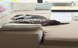 German Shorthaired Pointer dogs for sale: Loving Home Wanted - Image 2