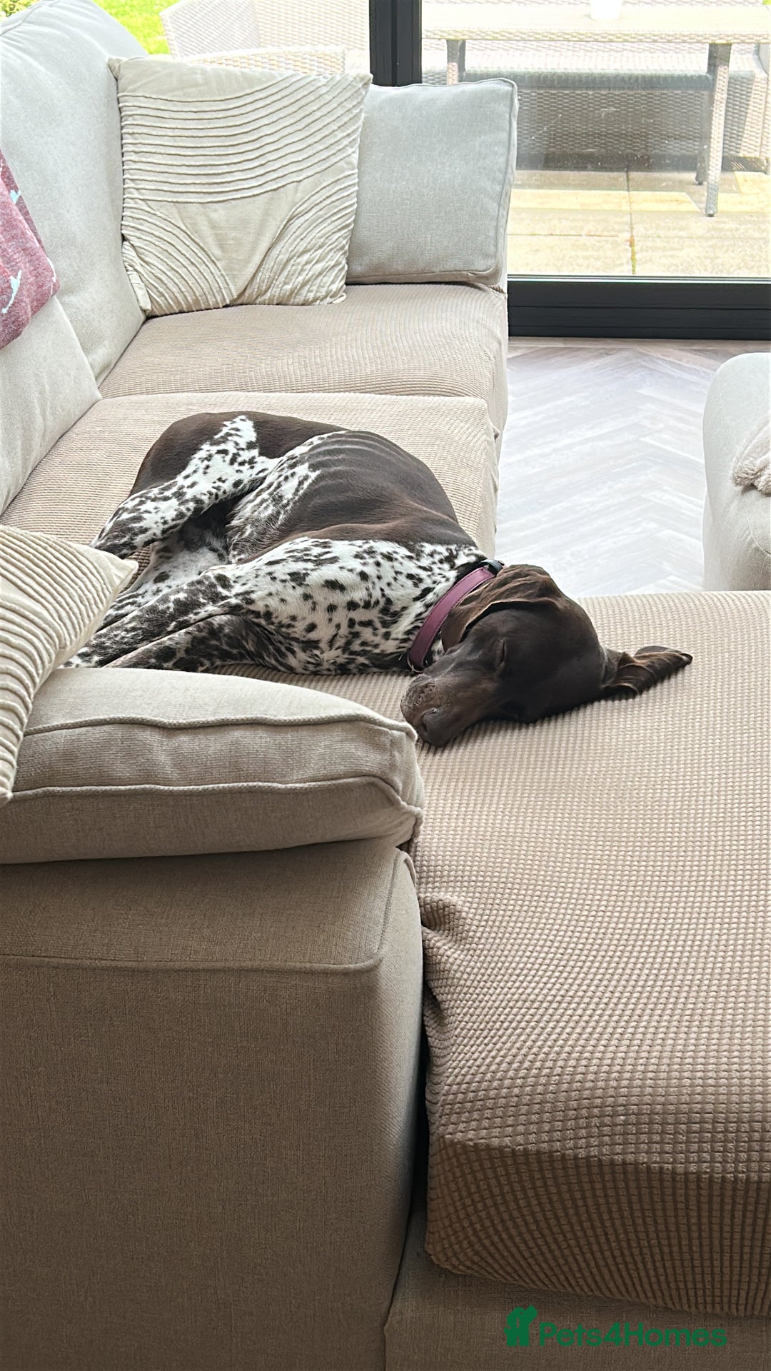 German Shorthaired Pointer dogs for sale: Loving Home Wanted - Image 2