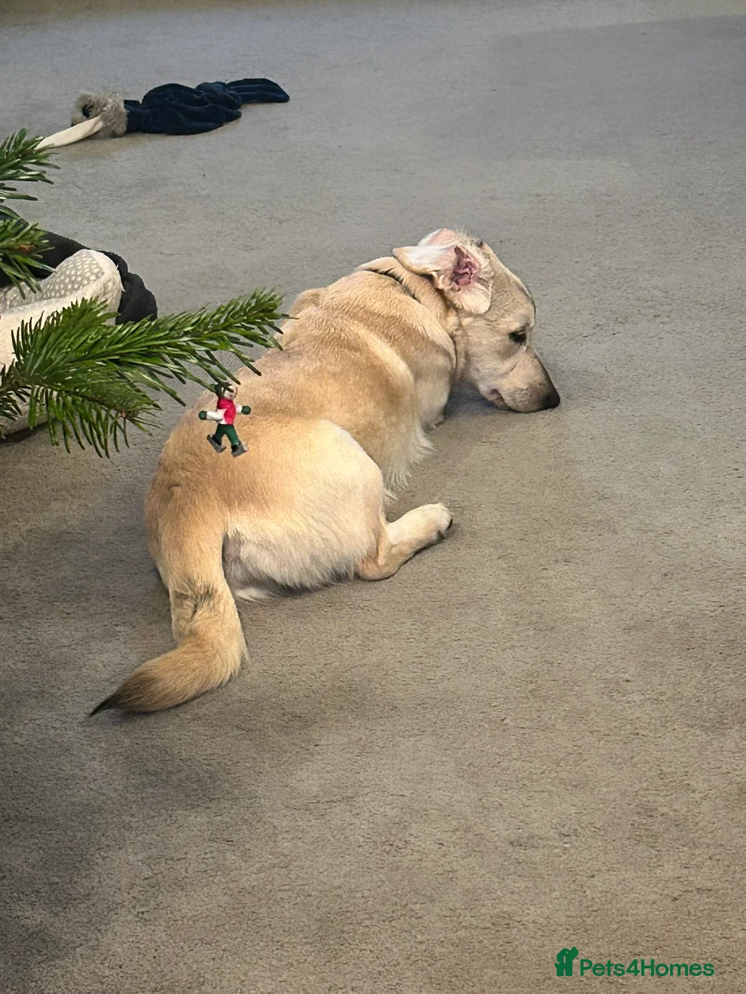 Mixed Breed dogs for adoption: ROXANNE - Advert 6