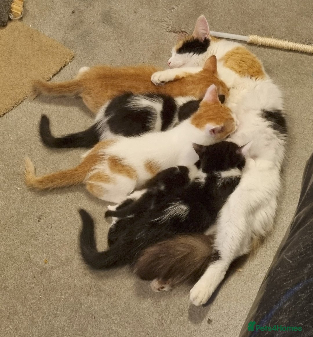 Domestic Shorthair cats for sale: 4 Perfect Little Kittens for Sale - Image 2