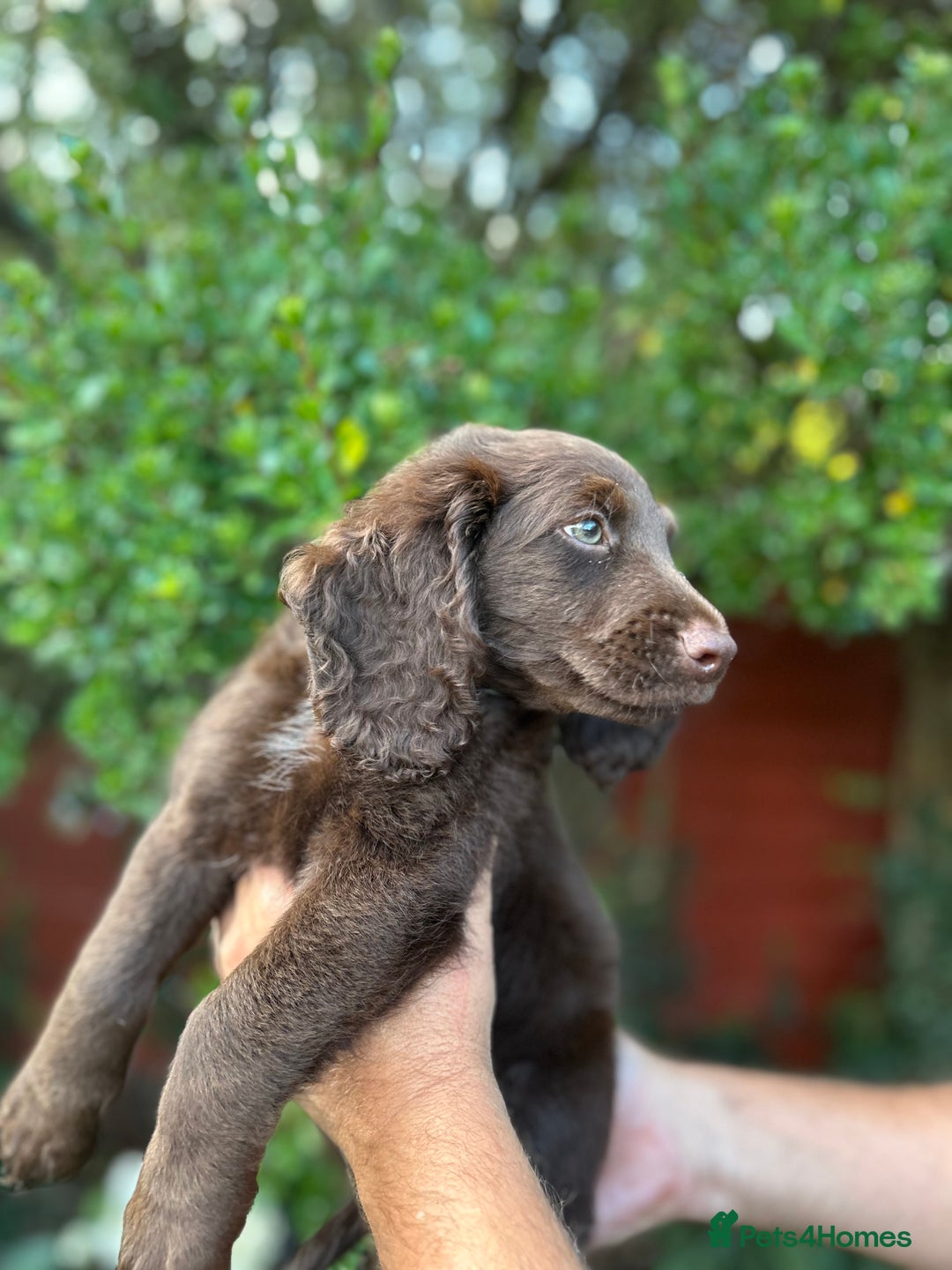 Cockapoo dogs for sale: 6 beautiful cockapoo puppies - Image 17