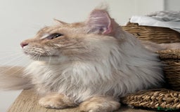 Maine Coon cats for sale: Beautiful female full Maine coon kittens  - Image 17