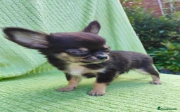 Chihuahua dogs for sale: Amazing Quality Long Coat Chihuahua puppies - Image 30