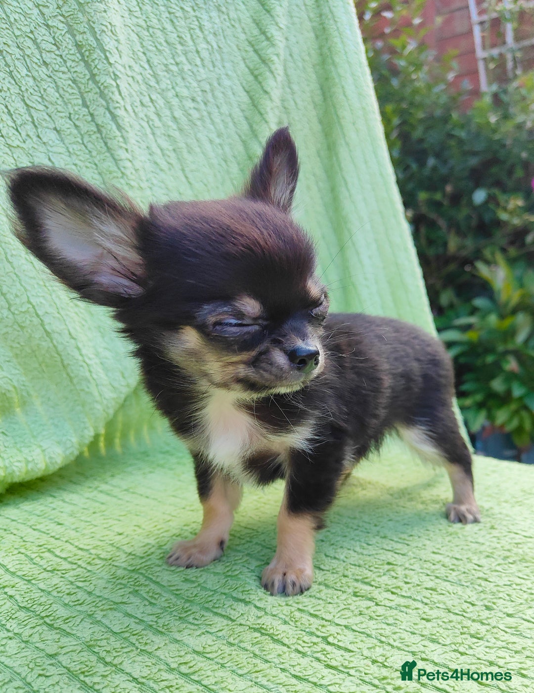 Chihuahua dogs for sale: Amazing Quality Long Coat Chihuahua puppies - Image 30