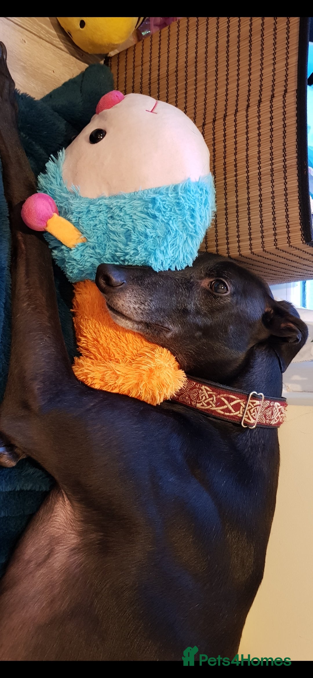 Greyhound dogs for sale: Male Greyhound for sale - Image 2
