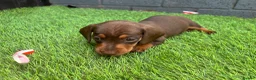 Miniature Dachshund dogs for sale: Miniature dachshund  - Advert 7