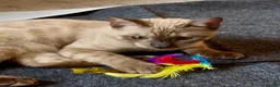 Bengal cats for sale: Seal Solid Silver Mink Bengal TICA registered  - Advert 4