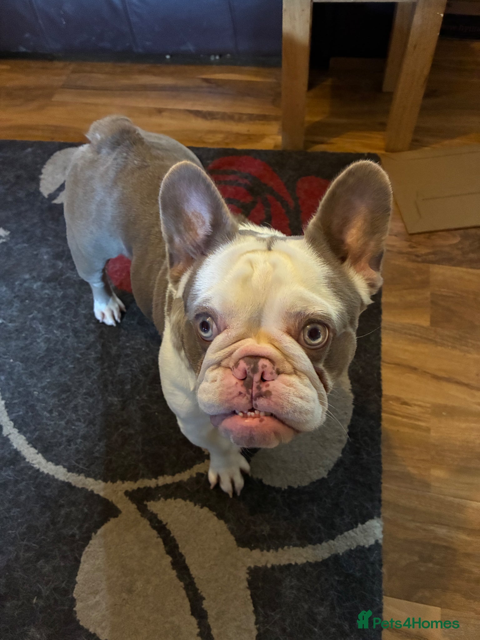 French Bulldog dogs for sale: Beautiful French bulldog  in Reading - Advert 2