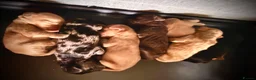 Cockapoo dogs for sale: 7 beautiful cockapoo puppies for sale in Mansfield - Advert 1