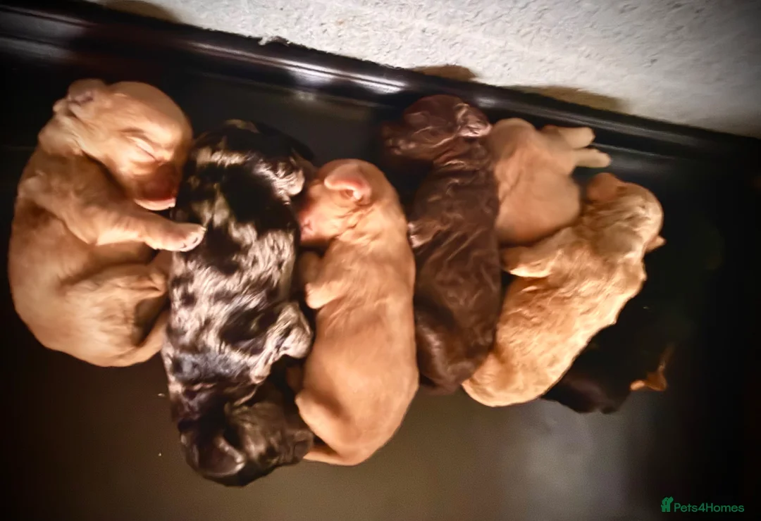 Cockapoo dogs for sale: 7 beautiful cockapoo puppies for sale in Mansfield - Advert 1