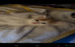 Mixed Breed cats for sale: Adorable kittens available  - Image 1