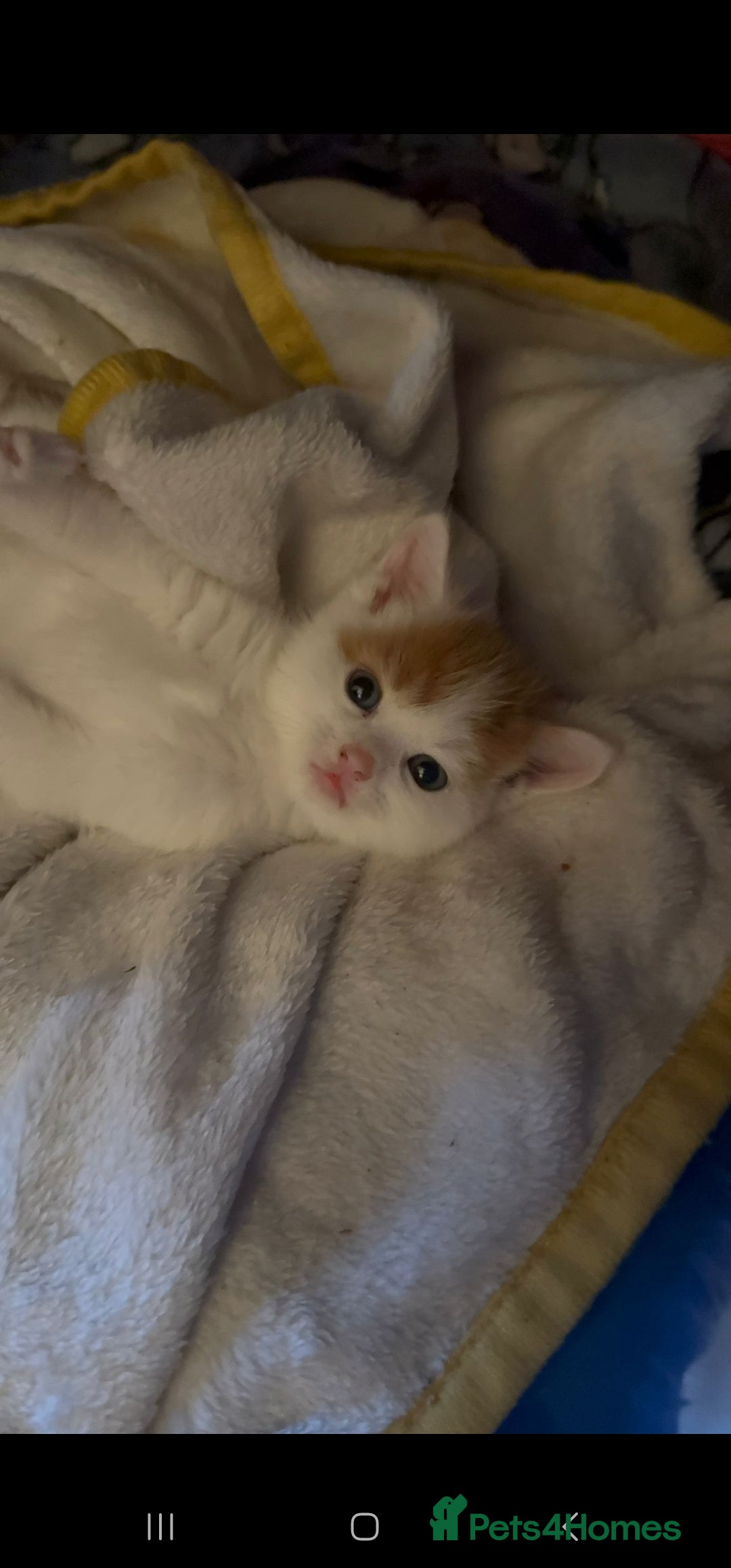 Mixed Breed cats for sale: Adorable kittens available  - Image 1