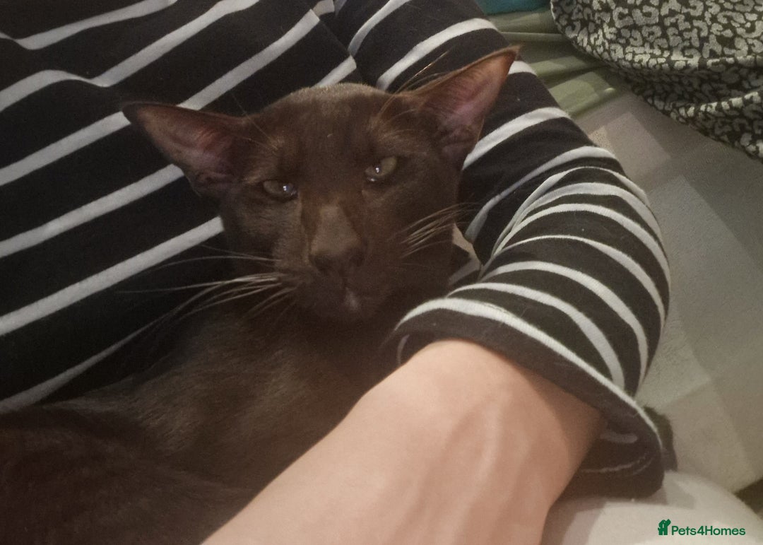 Oriental cats for sale: Oriental havana male for sale - Image 4