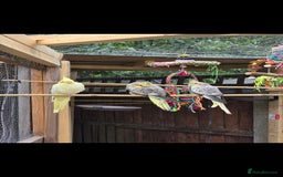 Cockatiels birds for sale: 4 cockatiels - Advert 1