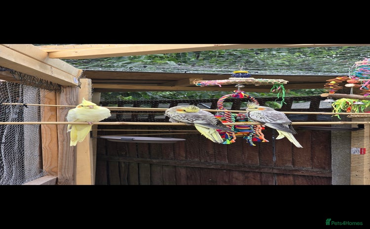 Cockatiels birds 4 cockatiels - Advert 1