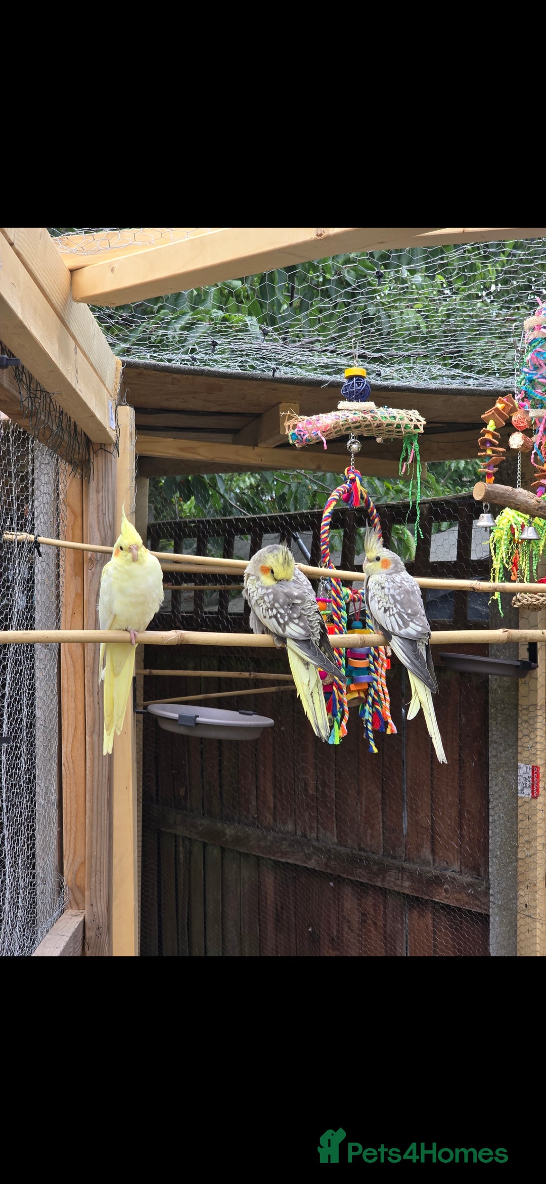 Cockatiels birds for sale: 4 cockatiels - Advert 1
