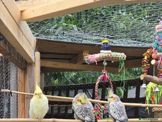 Cockatiels birds 4 cockatiels - Advert 3