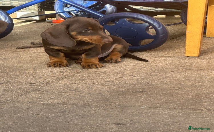 Miniature Dachshund dogs - Advert 4