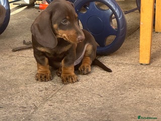 Miniature Dachshund dogs - Advert 10