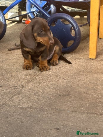 Miniature Dachshund dogs - Advert 3