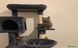 British Shorthair cats for sale: STUNNING BRITISH SHORTHAIR KITTENS  - Image 10