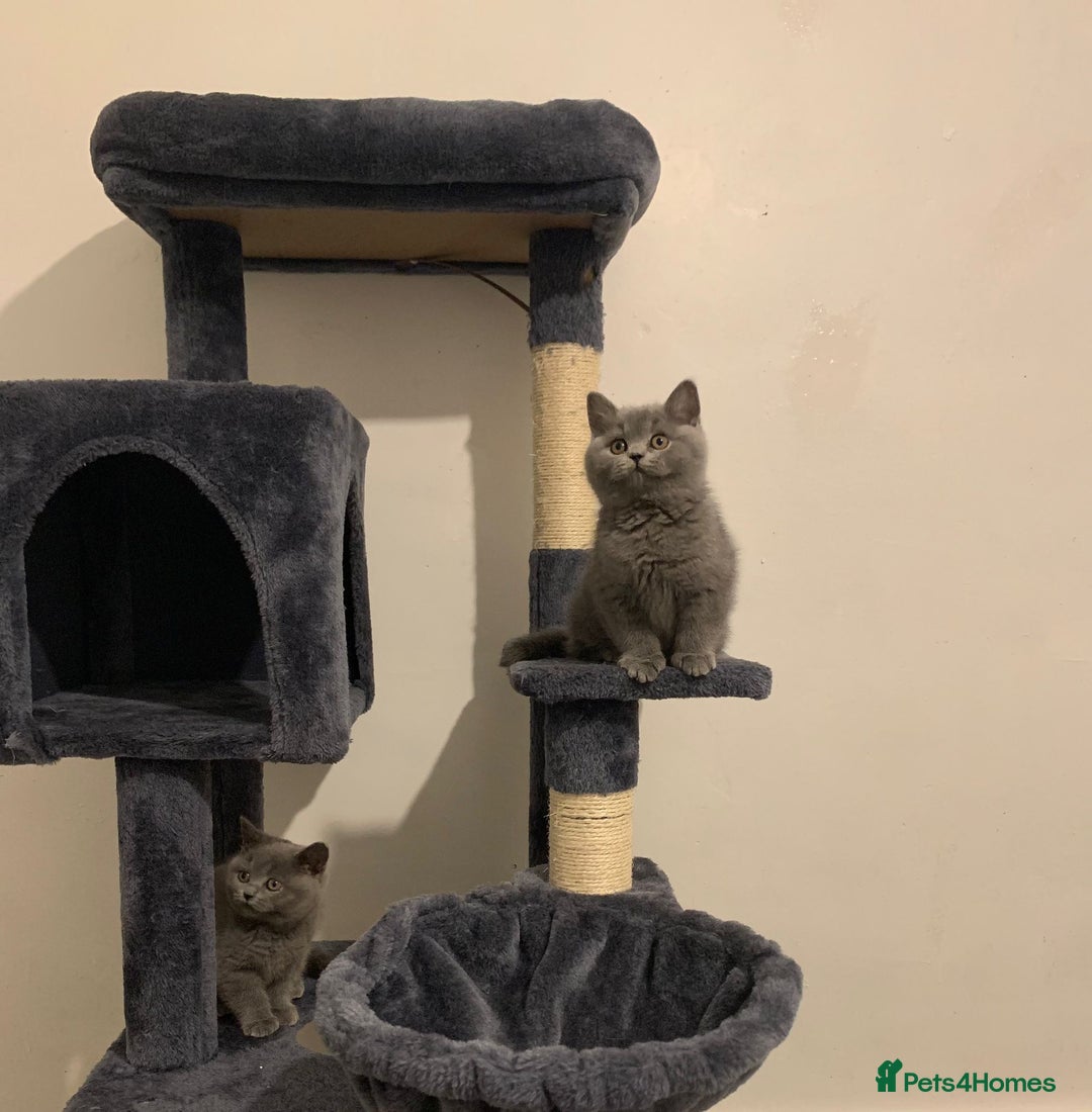 British Shorthair cats for sale: STUNNING BRITISH SHORTHAIR KITTENS  - Image 10