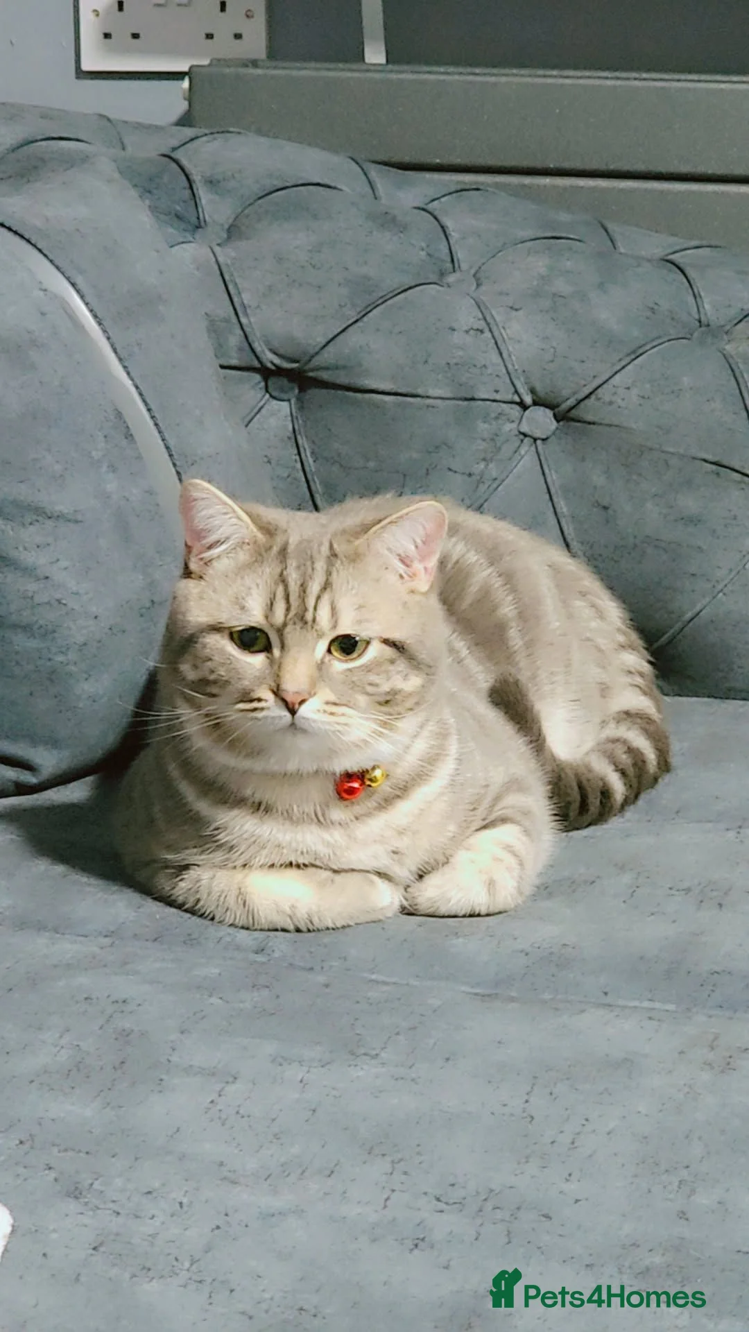 British Shorthair cats for sale: Tiger  in Bradford - Advert 2