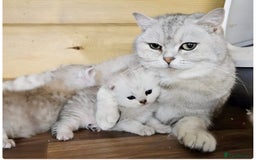 Scottish Fold cats for sale: Adorable scottish fold kittens - Image 25