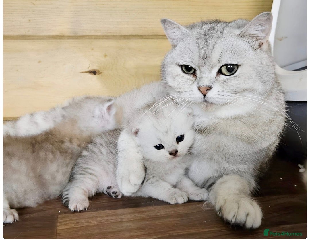 Scottish Fold cats for sale: Adorable scottish fold kittens - Image 25