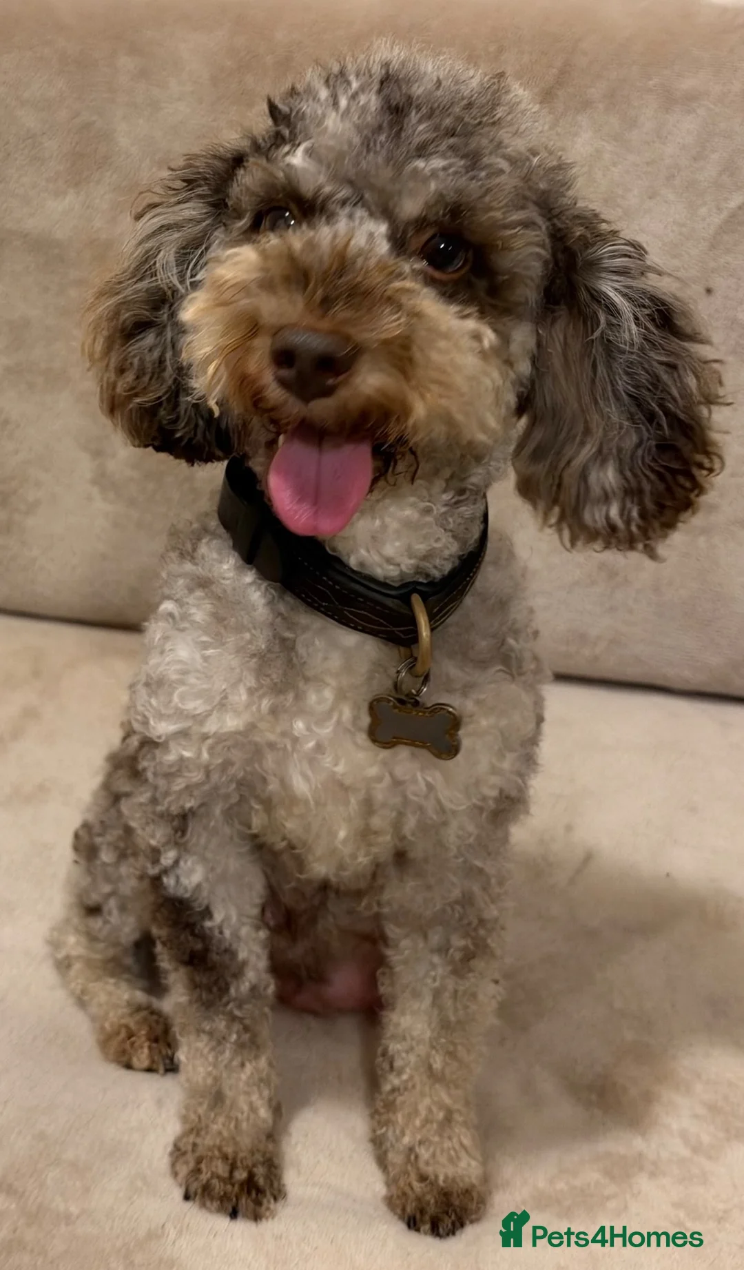 Miniature Poodle dogs for sale: 🐾 Gorgeous Miniature Poodle Puppies 🐾 in Ashford - Advert 10