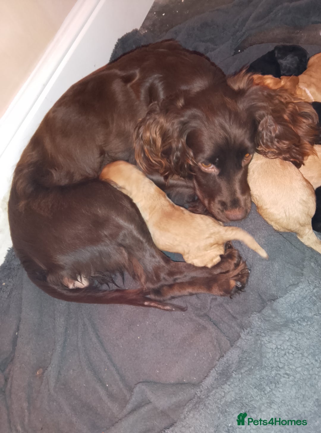 Cocker Spaniel dogs for sale: 4 Gorgeous working cocker spaniels  - Advert 13