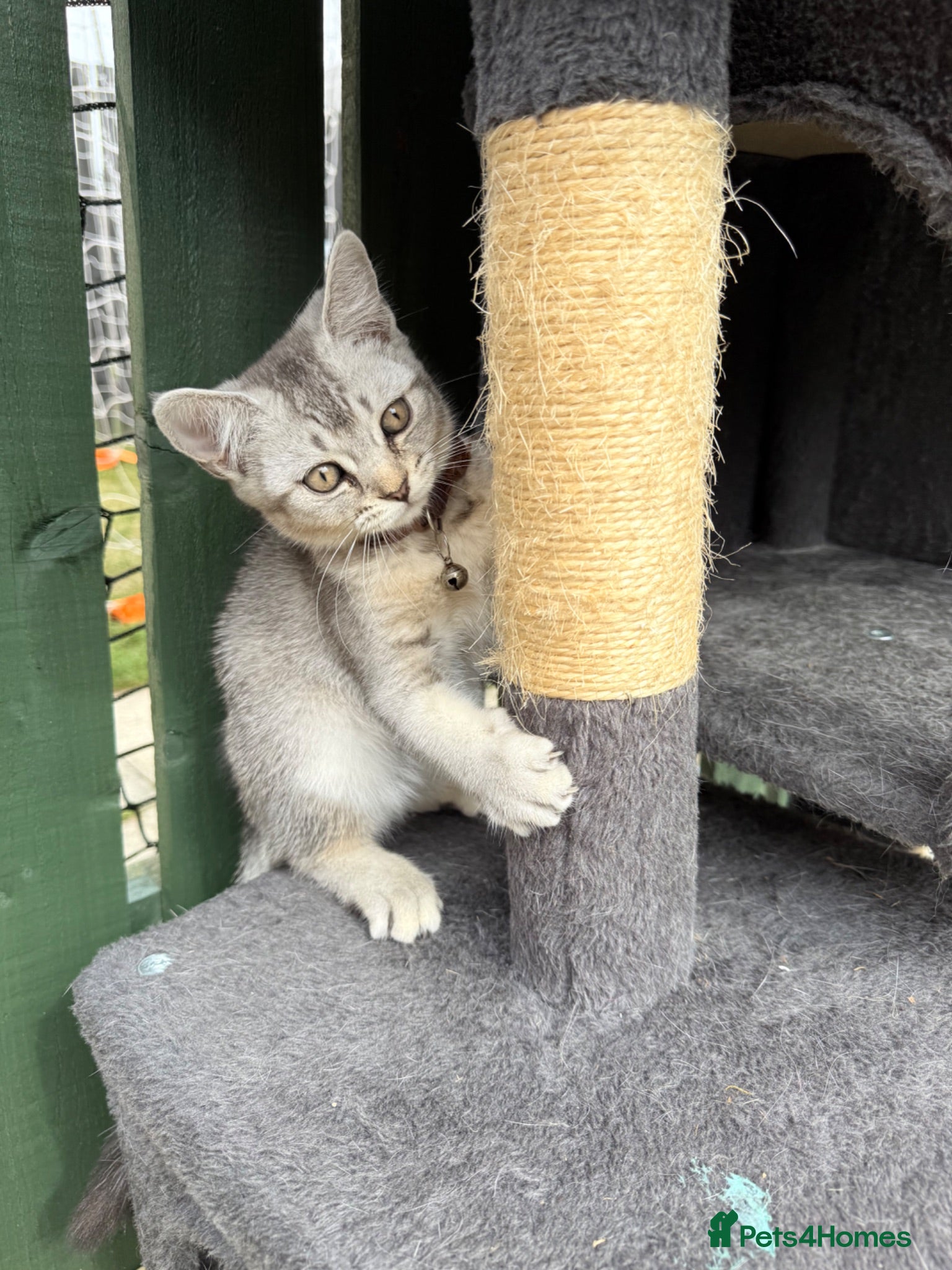 Scottish Fold cats  One last boy left Pure Scottish Straight  - Advert 4
