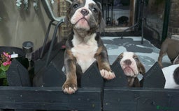 Olde English Bulldogge dogs for sale: Olde English bulldogs puppies READY to leave - Image 6