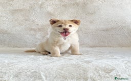 Chow Chow dogs for sale: Exotic colour chowsky puppies for sale  - Image 19