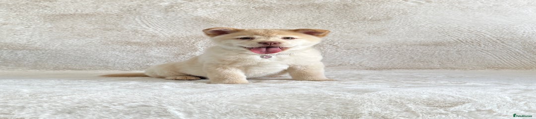 Puppy 5