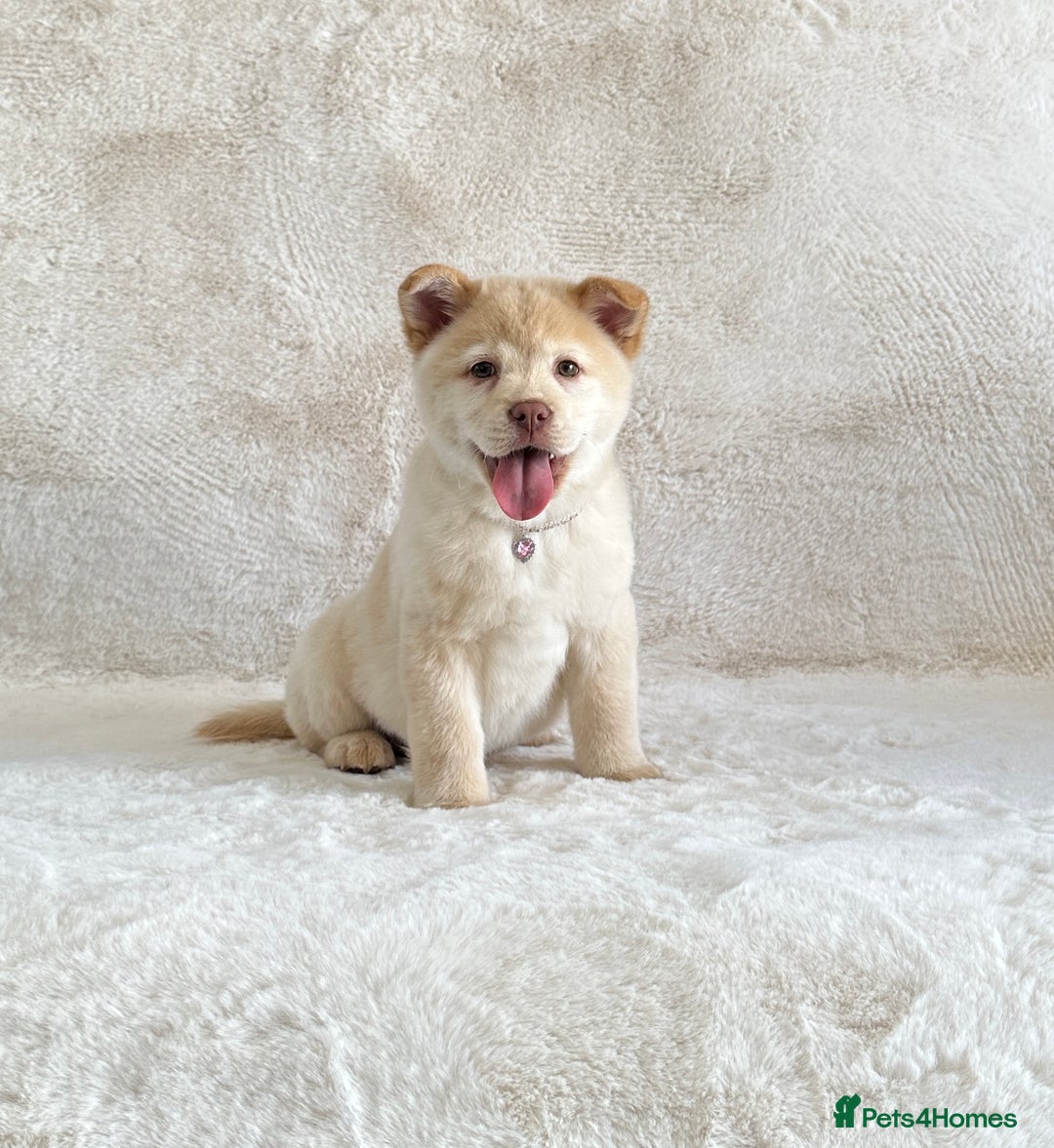 Chow Chow dogs for sale: Exotic colour chowsky puppies for sale  - Image 19