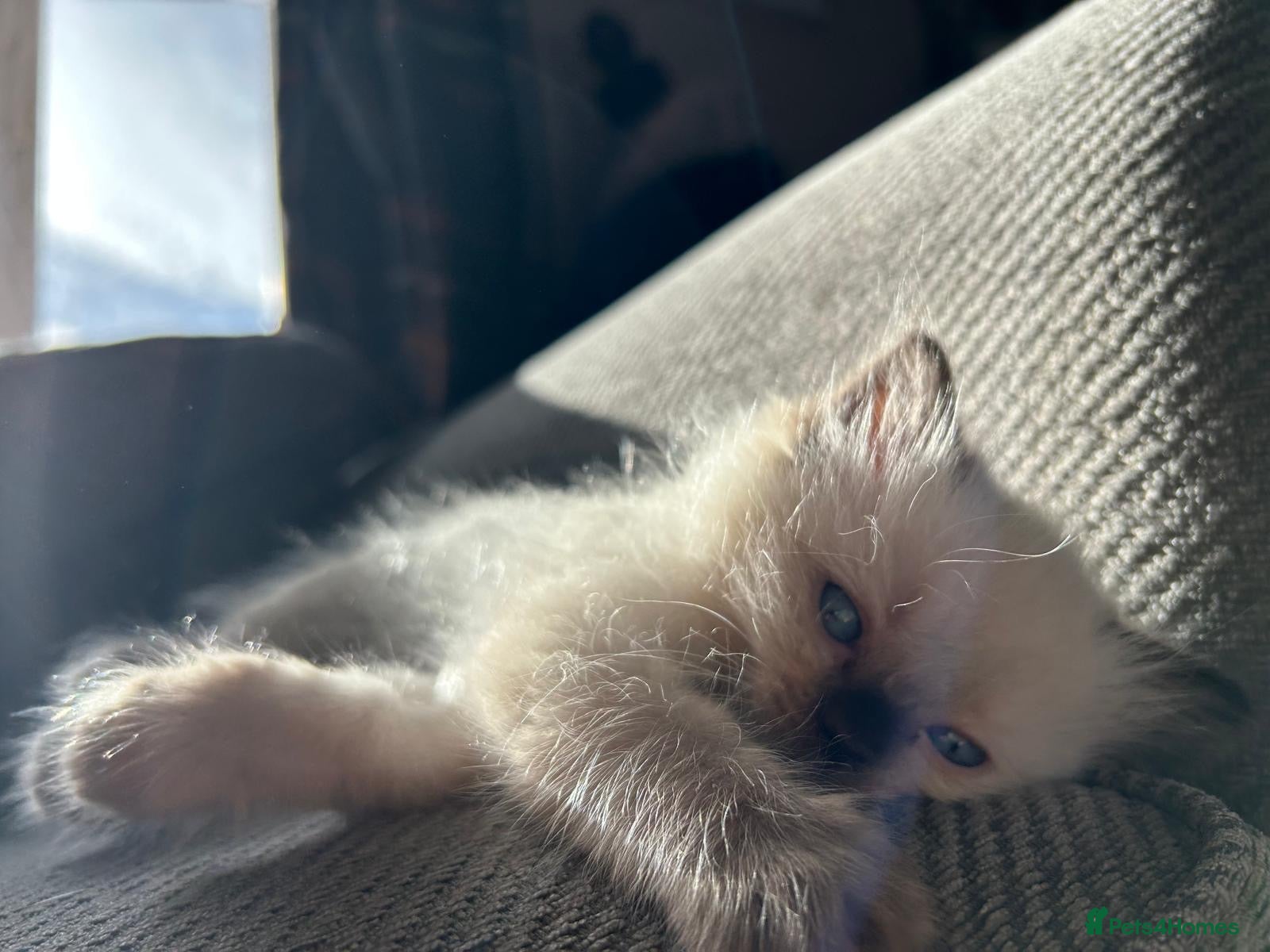 Ragdoll cats Only 2 beautiful girls left  - Advert 1