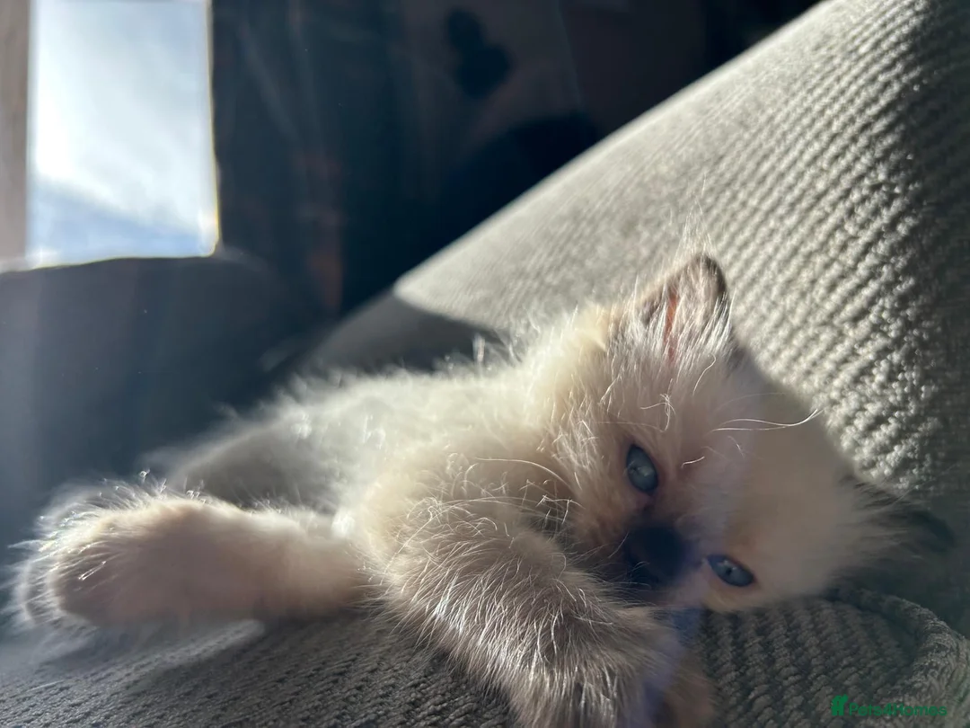 Ragdoll cats for sale: Only 2 beautiful ragdolls girls left  - Advert 1
